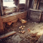 Illustration of an efficient chicken coop layout inside for optimal chicken care.