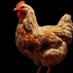 Creative chicken logo design for branding and marketing