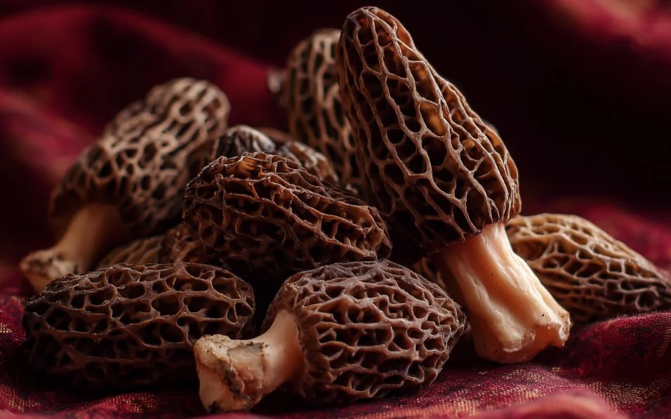 Delicious Morel Mushroom recipe featuring fresh ingredients and vibrant flavors